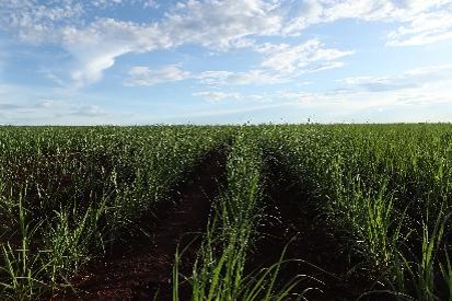 Cargill Bioenergia